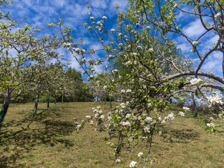 Apple tree orchards in Asturias, spring white blossom of apple trees, production of famous cider in Asturias, Comarca de la Sidra region, Spain