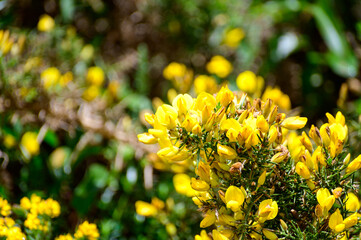 Yellow flowers of Ulex, commonly known as gorse, furze, or whin is genus of flowering plants in the family Fabaceae