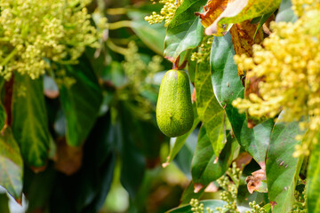 Seasonal blossom and harvest of evergreen avocado trees in April on plantations in Asturias, North of Spain