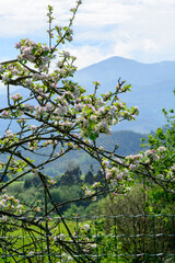 Apple tree orchards in Asturias, spring white blossom of apple trees, production of famous cider in Asturias, Comarca de la Sidra region, Spain