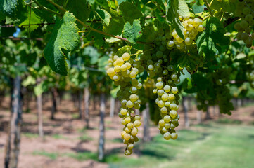 Vineyard with growing white wine grapes in Lazio, Italy, chardonnay and malvasia grapes - obrazy, fototapety, plakaty