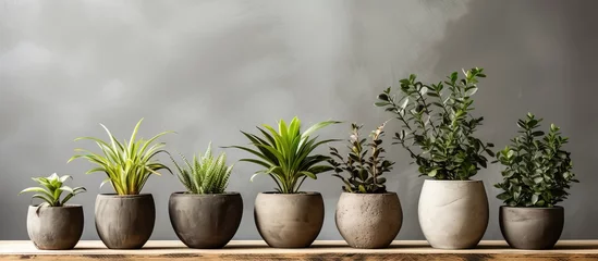 Fototapeten Eco friendly handmade plant decor with natural and recyclable materials like concrete and cement © AkuAku