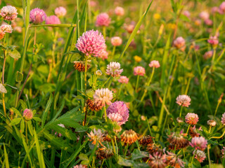 Field of blooming clover close-up