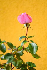 Blossom of pink rose flowers on yellow background growing in old castle garden in Provence, France, in sunny day