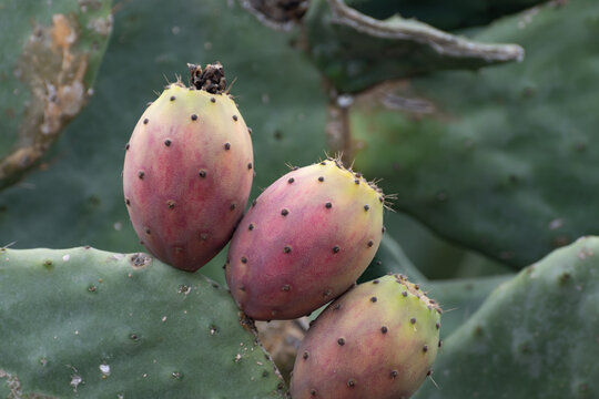 Ripe juicy edible fruits opuntia pears ready to harvest