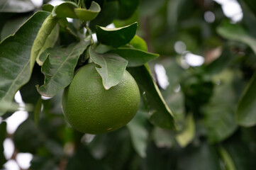 Tangerine mandarin tree with many green unripe citrus fruits