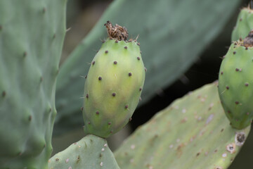 Ripe juicy edible fruits opuntia pears ready to harvest
