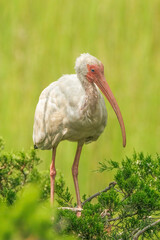 White Ibis in a Tree - 658381938