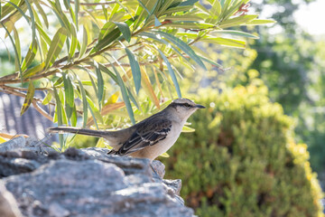 Beautiful city bird on a stone with a beautiful green background.