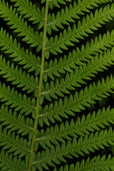 green fern leaves