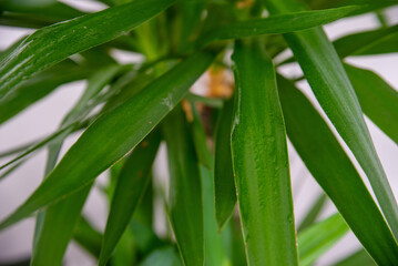 close-up of water drops on yucca leaves at home