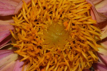 close up of pistil of dahlia flower