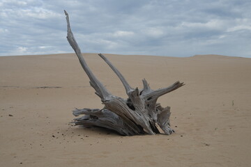 dead tree in the desert