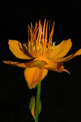 closeup of golden queen trollius flower 