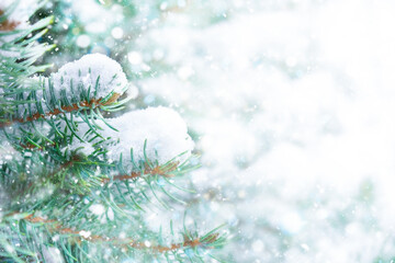 Snowy fir tree branches background. Winter background with copy space