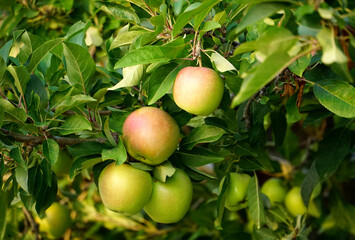 Fresh organic apples of the local variety on the branch in autumn