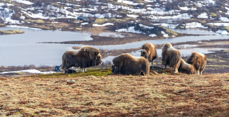 Musk oxen (Ovibos moschatus) in landscape