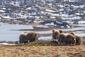 Musk oxen in mountain landscape
