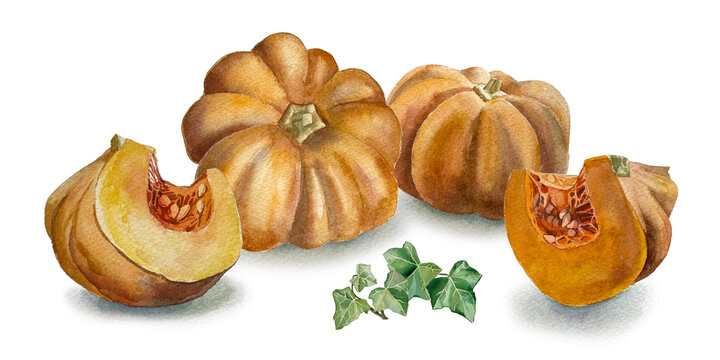 Pumpkin hand drawn watercolour, watercolour botanical illustration