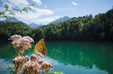 Sommerstimmung in der Morgensonne am Ufer des Alatsee mit einem Kaisermantel beim Nektar sammeln...
