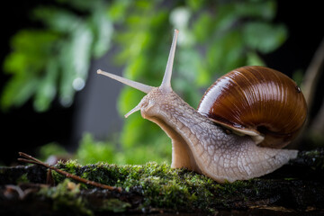 garden snail on moss in the forest