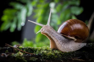 Fotobehang garden snail on moss in the forest © jaroslavkettner