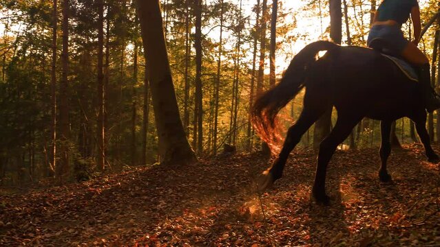 SLOW MOTION, LENS FLARE: Woman horseback riding through autumn coloured woods in golden sunset light followed by another horse and a dog. She took her animals on a morning run along leafy forest path.