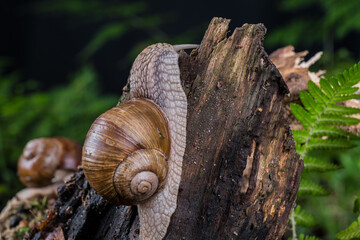 garden snail on moss in the forest