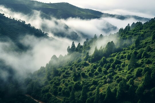 Aerial view of magical forest in Madeira, Portugal with low clouds and trees. Generative AI