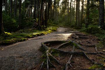 A path in a gloomy spruce forest and tree roots on a stone path.  an atmosphere of naturalness and a bit of mysteriousness. Dark naturalism
