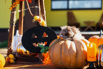 A funny shaggy fluffy hamster sits on a pumpkin and chews a leaf in a Halloween decor among...