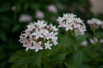 Pentas lanceolata