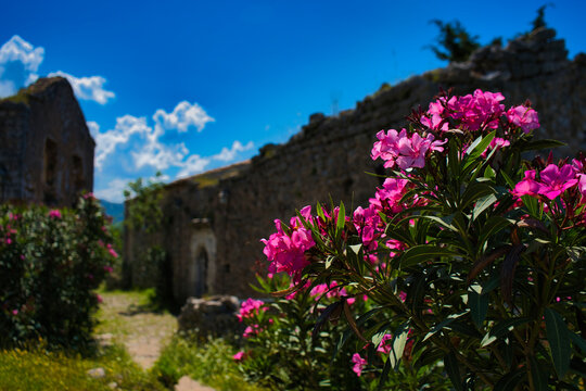 Pink flowers in front of the Himare castle ruins in Albania