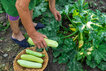 A woman farmer holds a zucchini harvest in her hands. Selective focus.