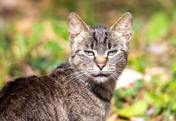 A close-up with a juvenile wild cat - Felis silvestris