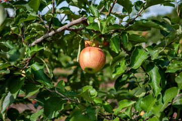 Agriculture industry. Apple trees garden