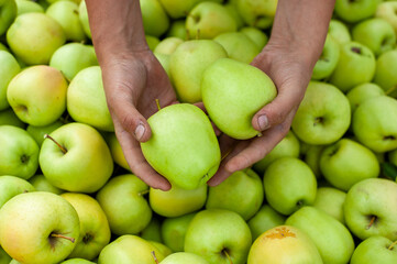 nutrition, summer, juice, seeds, succulent, stem, many, red, picked, bite, crunchy, crisp, grow, flavorful, orchard, tasty, harvest, apples, ingredient, pure, fresh, healthy, background, food, green, 