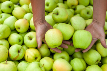 nutrition, summer, juice, seeds, succulent, stem, many, red, picked, bite, crunchy, crisp, grow, flavorful, orchard, tasty, harvest, apples, ingredient, pure, fresh, healthy, background, food, green, 