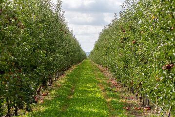 Fototapeta na wymiar Agriculture industry. Apple trees garden