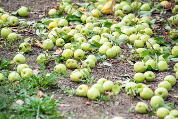 nutrition, summer, juice, seeds, succulent, stem, many, red, picked, bite, crunchy, crisp, grow, flavorful, orchard, tasty, harvest, apples, ingredient, pure, fresh, healthy, background, food, green, 
