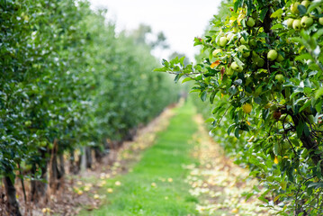 Agriculture industry. Apple trees garden - obrazy, fototapety, plakaty