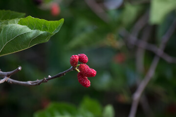 Arbol de moras con frutos rojos en sus ramas 