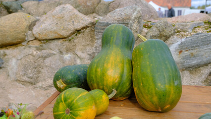 Pumpkin concept. Traditional symbol of autumn harvest, pumpkin soup, pie, Thanksgiving. Agricultural land. Selective focus. Autumn organic vegetables background. Rural market