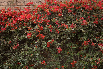 Planta de buganvilla con flores floreciendo colorido textura fondo arte decoracion imprimible