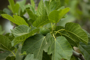Arbol con fruto verde de higo comida fresca