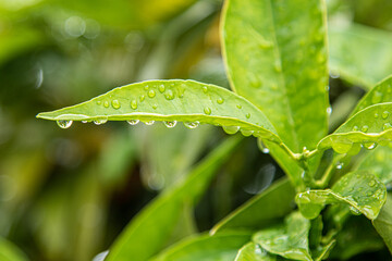 Gotas en hoja