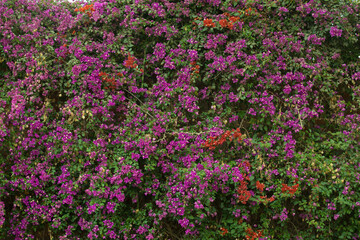 Planta de buganvilla con flores floreciendo colorido textura fondo arte decoracion imprimible