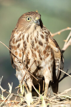 Beautiful Shikra (juvenile) in the middle of kuwait Desert