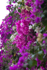 Planta de buganvilla con flores floreciendo colorido textura fondo arte decoracion imprimible