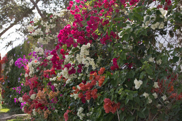 Planta de buganvilla con flores floreciendo colorido textura fondo arte decoracion imprimible